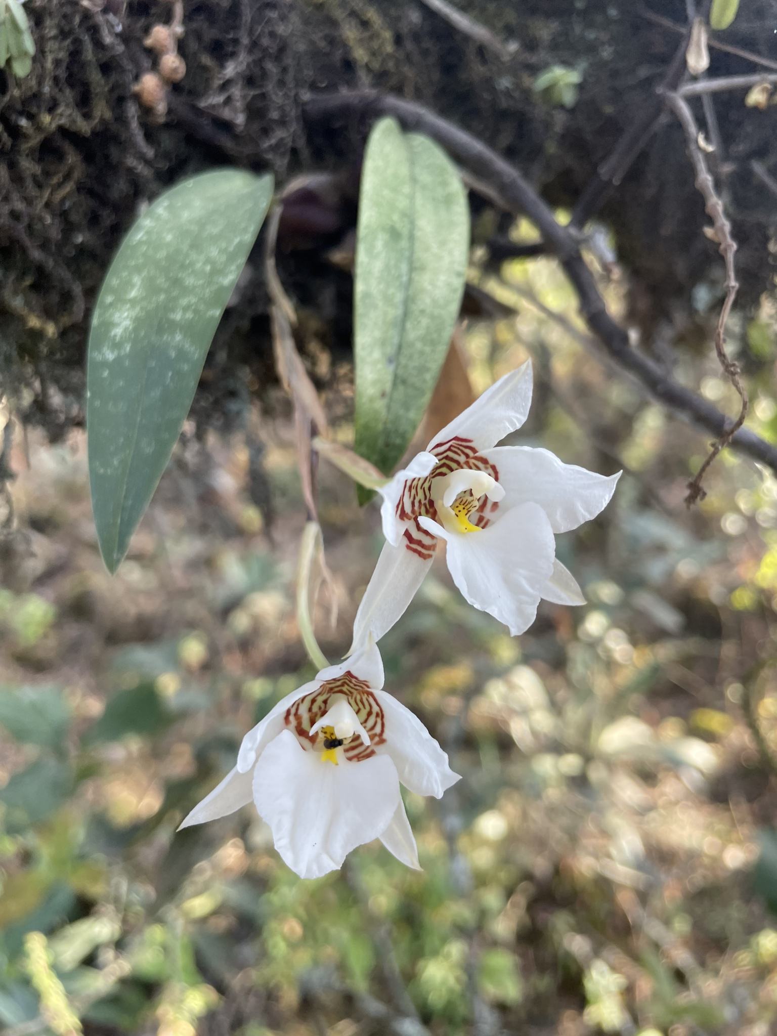 Rhynchostele cervantesii